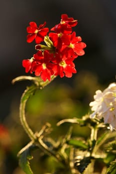 Verbena
