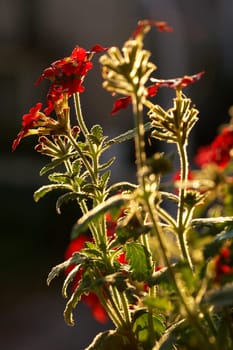 Verbena