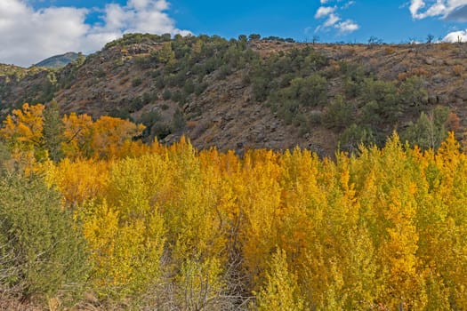 Fall Colors on the Aspen in a Mountain Canyon in Grend Sand Dunes National Park in Colorado