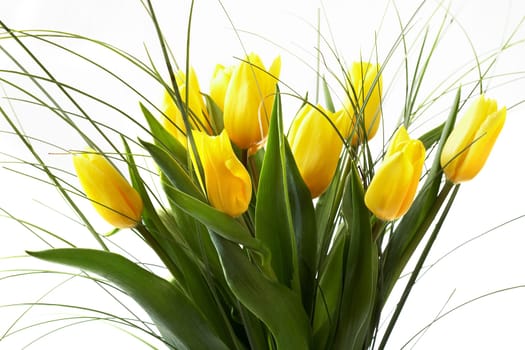 Tulips II.