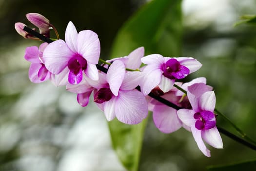 Exotic orchid IV.