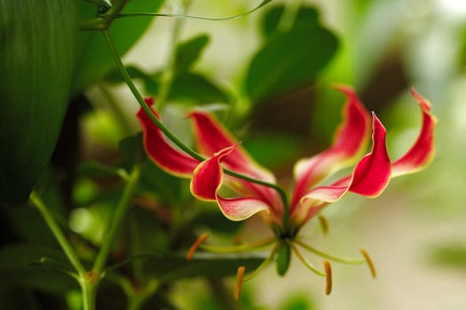 Exotic orchid VI.