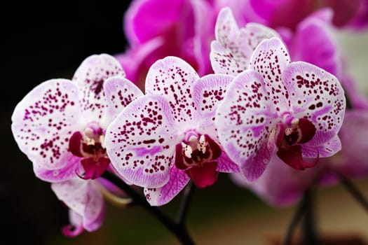 Exotic orchid III.