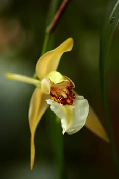 Exotic orchid XII.