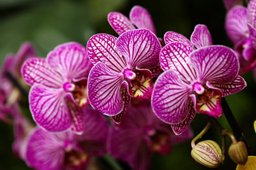 Exotic orchid IX.