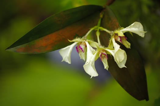 Exotic orchid V.