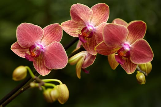 Exotic orchid XI.