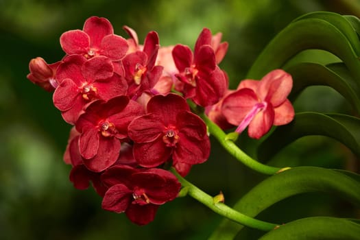 Exotic orchid VII.