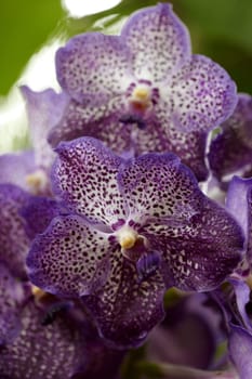 Exotic orchid VIII.