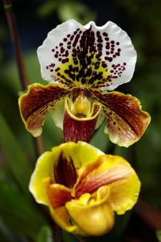 Exotic orchid XIII.