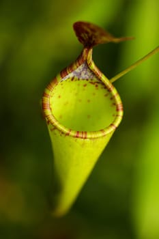 Exotic orchid XIV.