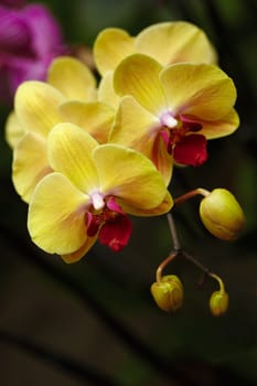 Exotic orchid X.