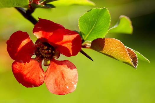 Quince tree I.