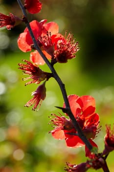 Quince tree I.