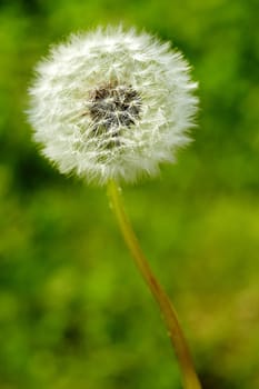 Dandelion