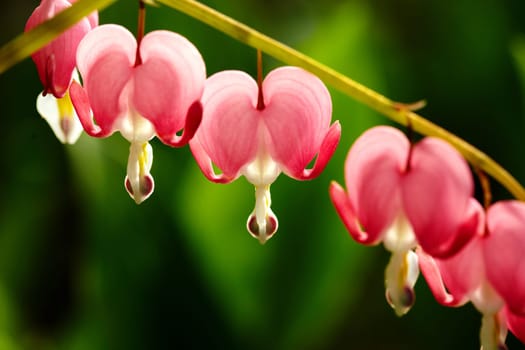 The Heart Flower
