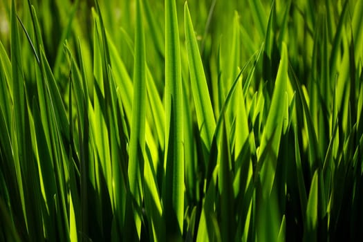 Sedge