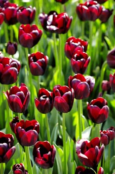 Tulips
