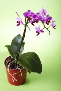 Wine Red Orchid I.