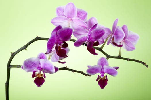 Wine Red Orchid II.
