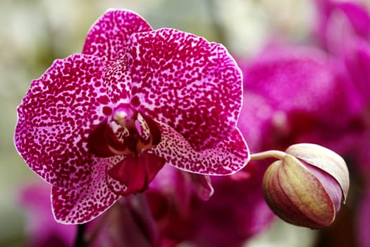 Exotic orchid II.