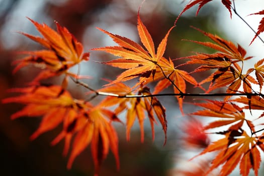 Canadian maple