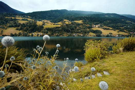 Field by the lake