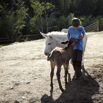 Boy with donkey