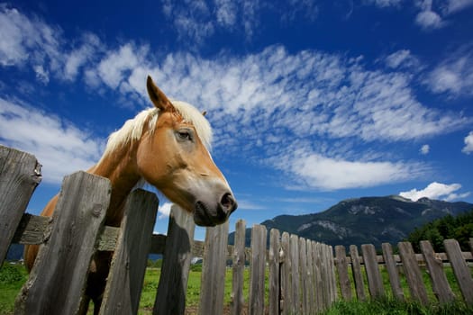 Bay horse