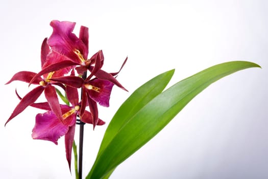 Exotic pink orchid II