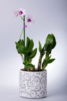 Orchid with rose blossom