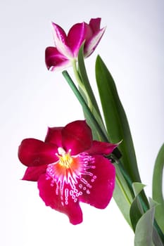 Orchid Miltonia II