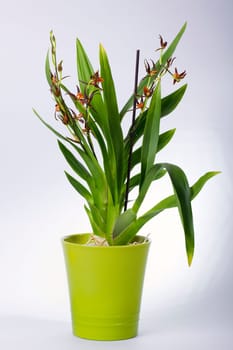 Orchid with small blossom I