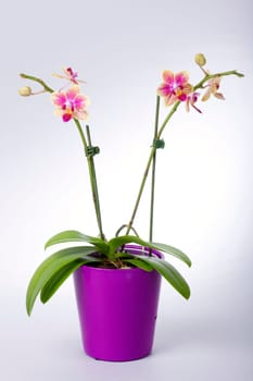 Orchid with rose-yellow blossom
