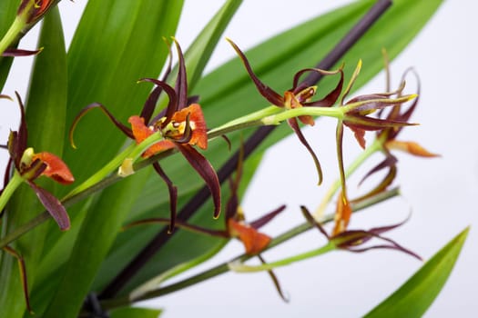 Orchid with small blossom II