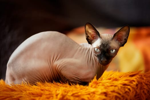 Kitten Sphynx
