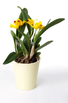 Yellow orchid