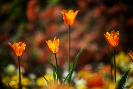 Tulips