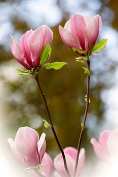 Magnolia I