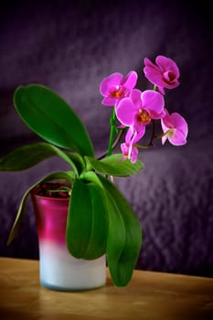Orchid - Phalaenopsis