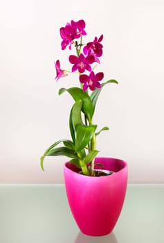 Dendrobium vivid pink