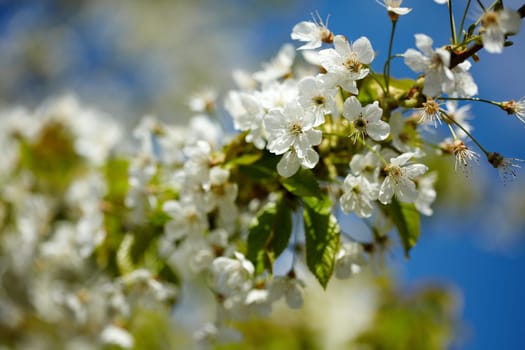 Branch of cherry tree
