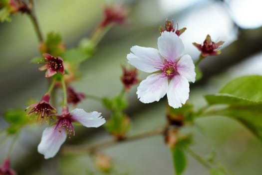 Branch of apple tree