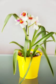 Miltonia white