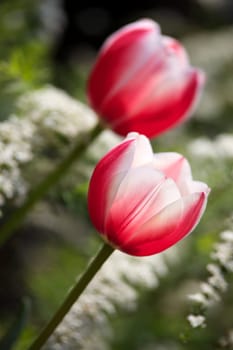 Tulips II
