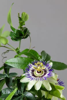 Passionflower I