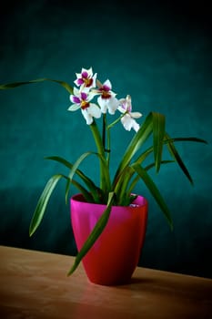 Orchid white Miltonia