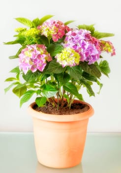 Hydrangea II