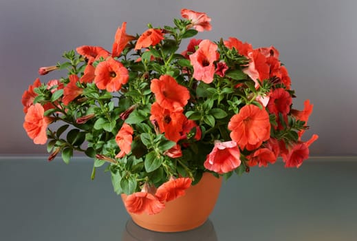 Red Petunia in flowerpot