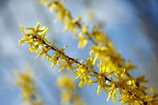 Blooming Forsythia